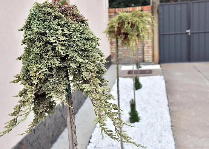 Dora 巴奇卡托波拉