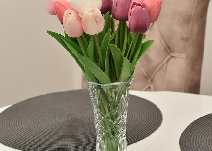 Dora * 巴奇卡托波拉